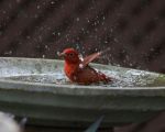 Vogelbad