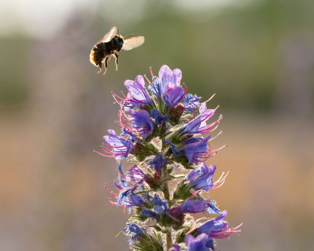 Biene fliegt von einem Gewöhnlichen Natternkopf weg