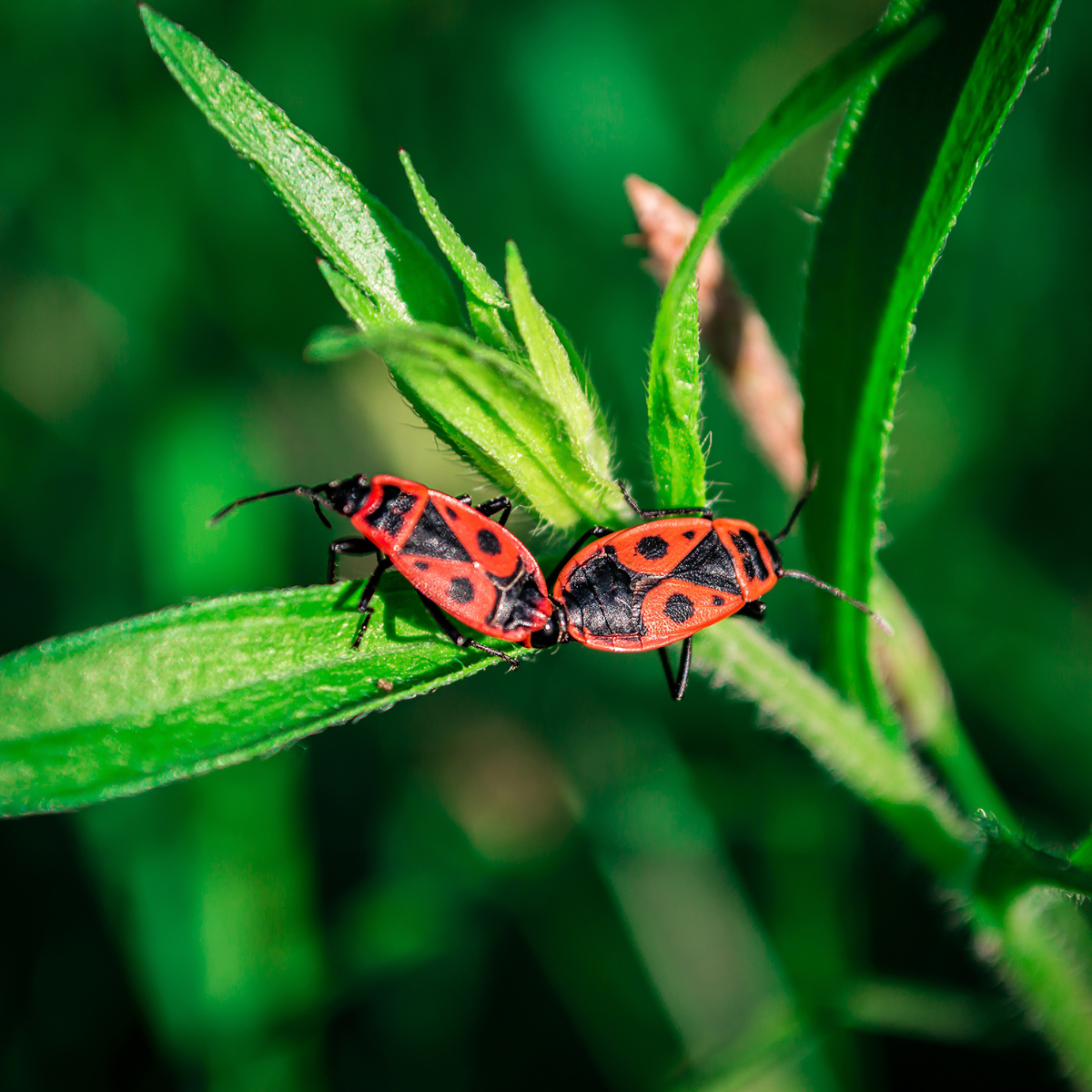 Feuerkäfer im Garten: Darum können diese roten Wanzen auch nützlich sein