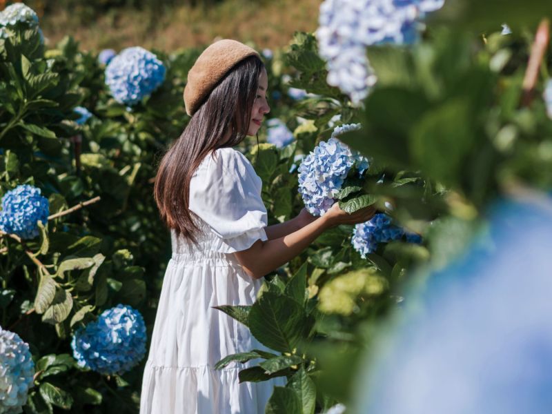Frau betrachtet blaue Hortensien