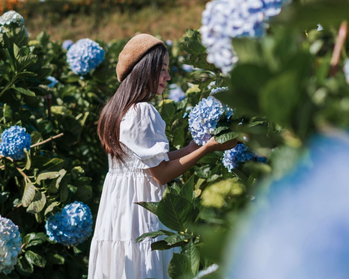 Frau betrachtet blaue Hortensien