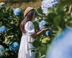 Frau betrachtet blaue Hortensien