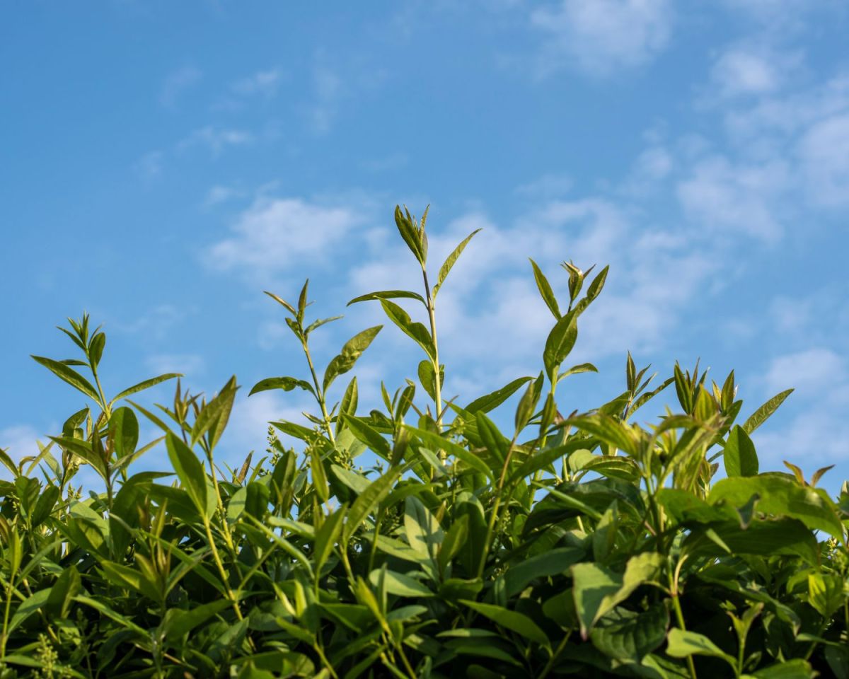 Ligusterhecke
