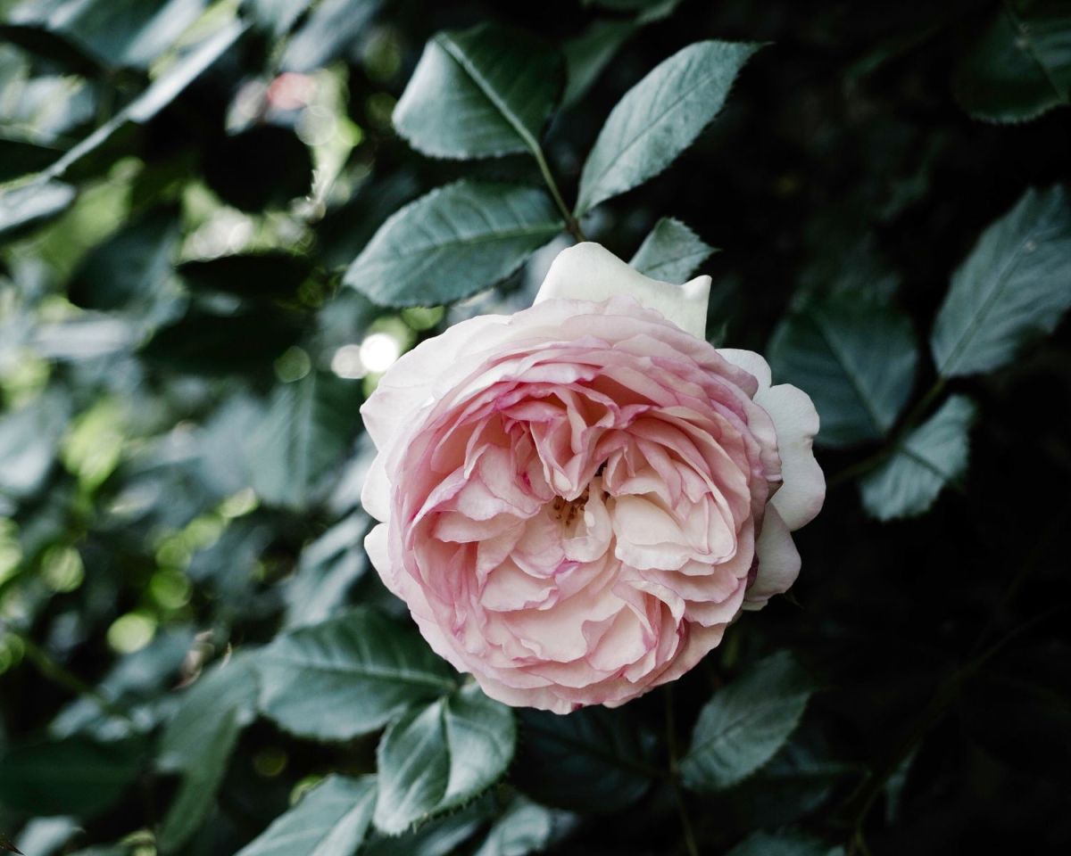 Die Rosen-Art 