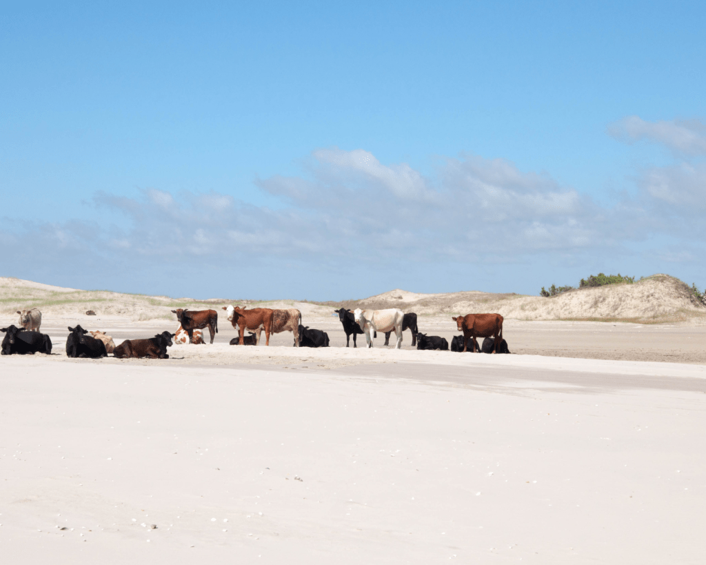 Strand