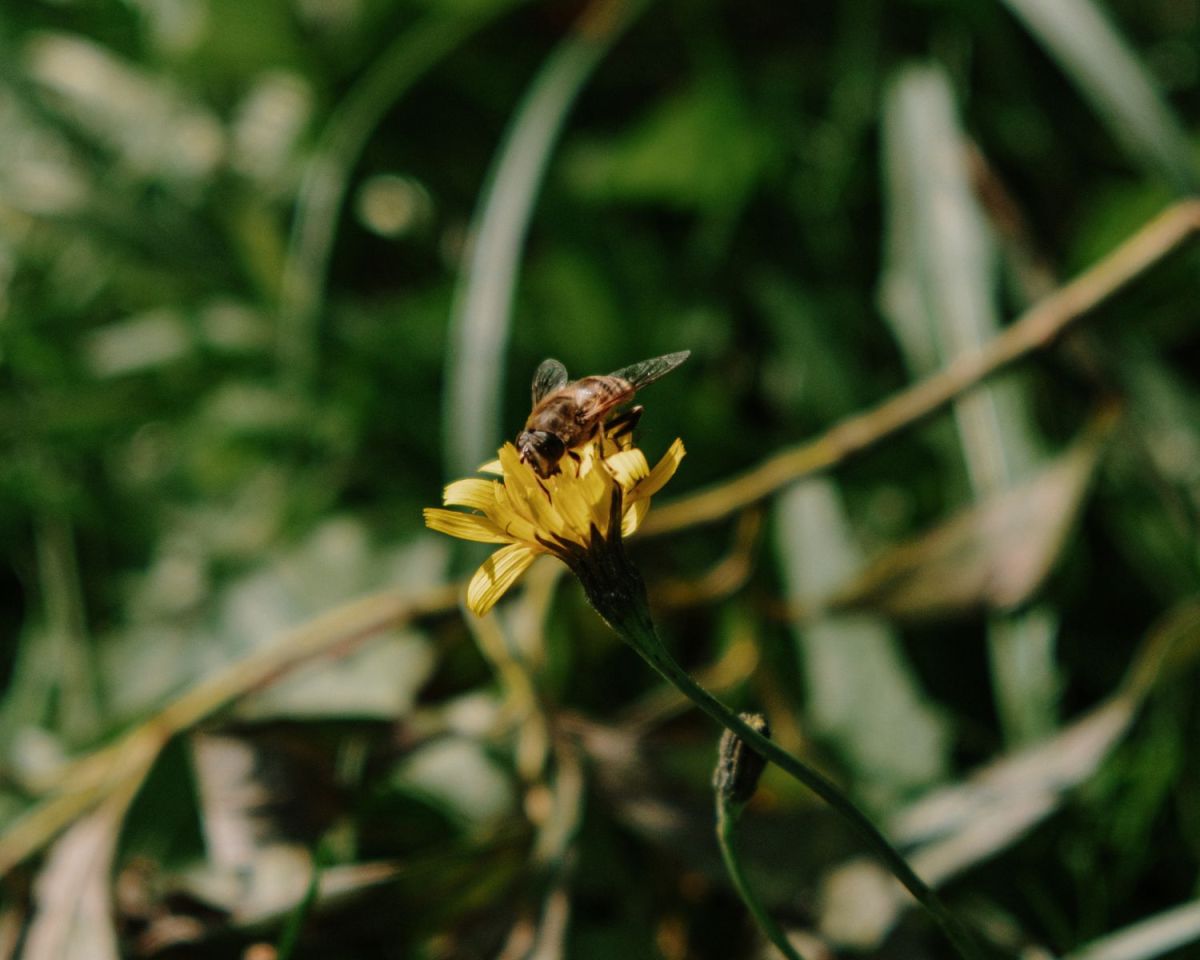 Biene auf einer Blume