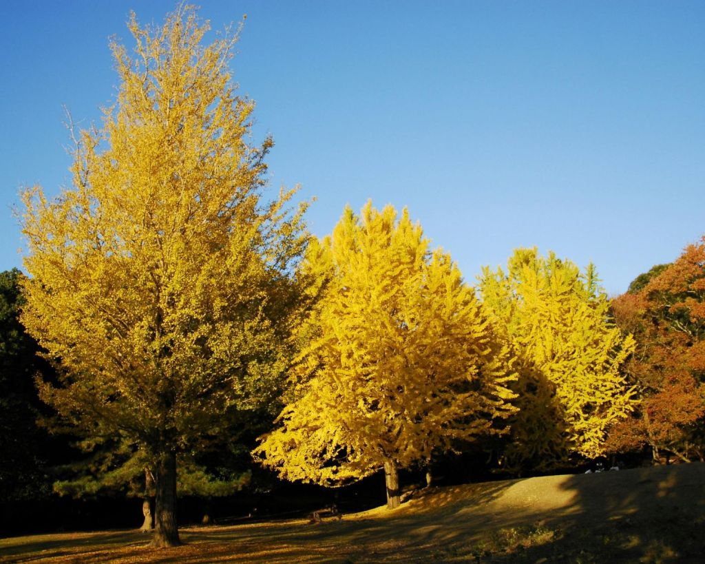 Fächerblattbäume