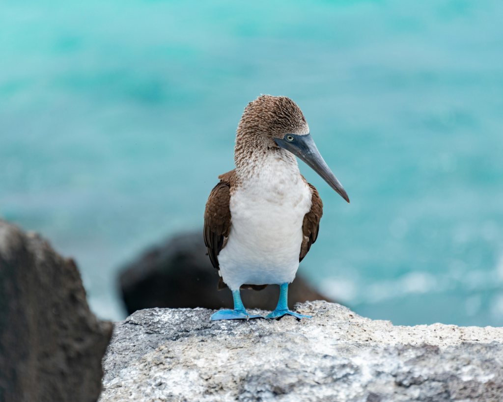 Blaufußtölpel, Fregattvögel, Albatrosse und Pelikane – die Galápagosinseln sind ein wahres Vogelparadies! 