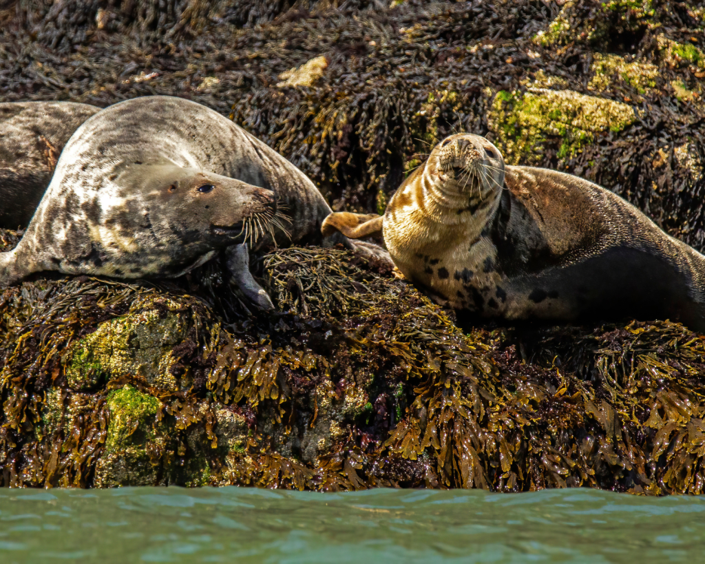 In Wales leben hauptsächlich Graurobben, besonders auf den Inseln Skomer, Skokholm, Ramsey und Cardey Island sowie an der Westküste bei Pembrokeshire.