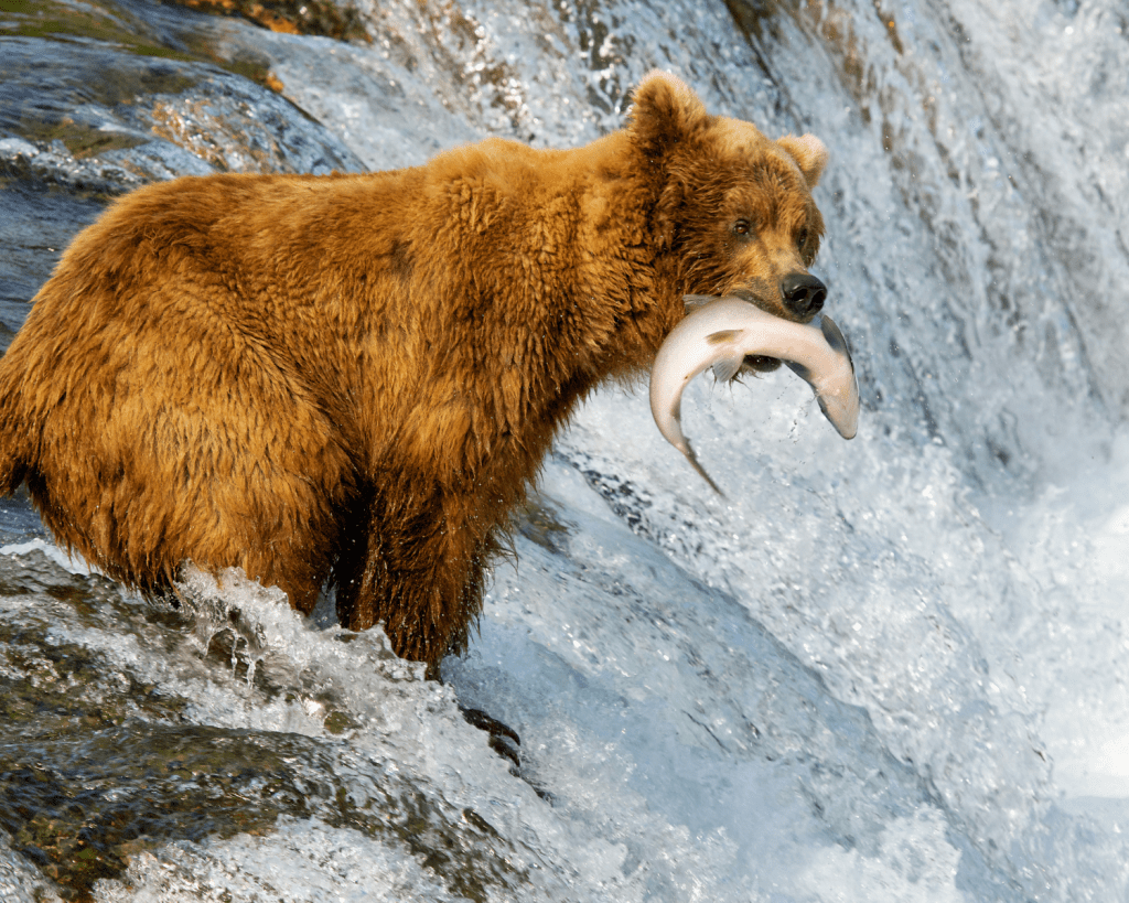 Im Alaskas Katmai Nationalpark leben die meisten Braunbären der Welt. 