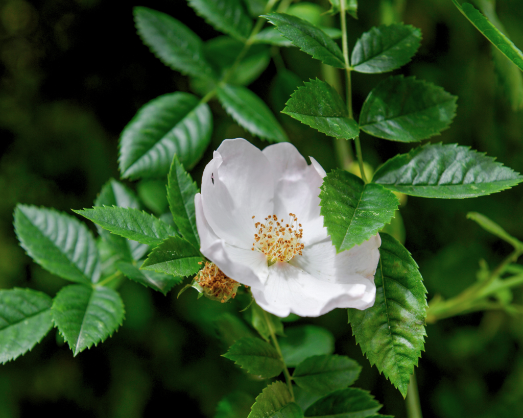 Meist um den Mai herum beginnt die Rose an zu blühen.