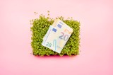 Draufsicht auf Kresse und Euro-Banknoten vor rosa Hintergrund.