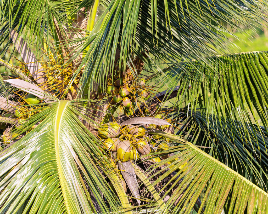 Auf der Insel kannst du viele Papageienarten und Affen sehen.
