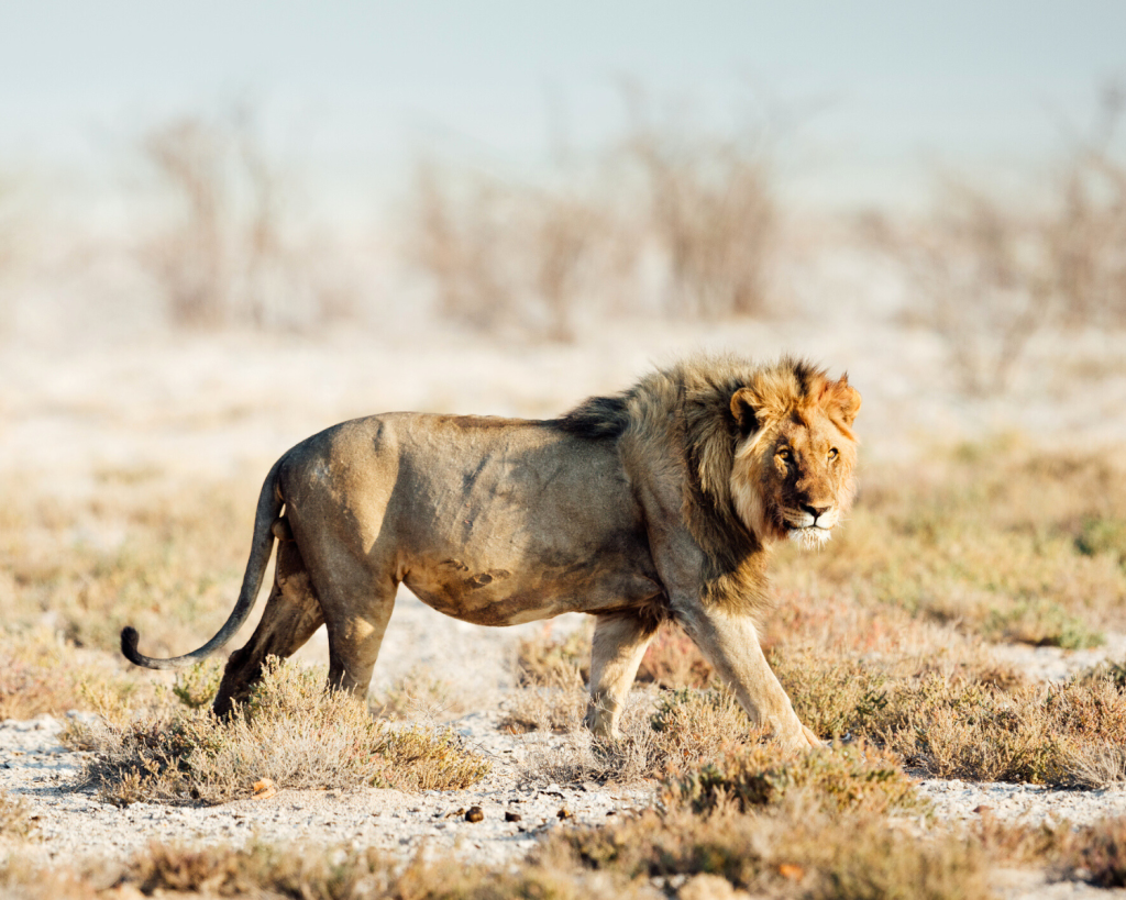 Ob Löwen, Giraffen, Elefanten oder Nashörner, in Namibia kannst du sie alle sehen.