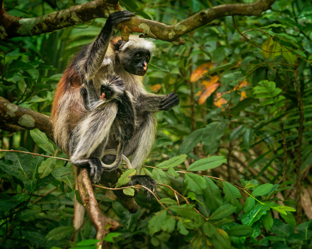 Der Jozani Forest Nationalpark ist bekannt für die Roten Colobus Affen, welche lange Zeit vom Aussterben bedroht waren.