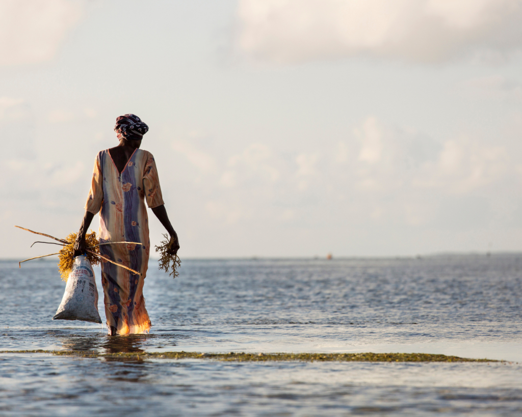 Die Zucht von Rotalgen ist lukrativ für den Export, und auf Sansibar kümmern sich vor allem Frauen um den Anbau im Meer.
